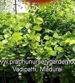 Prabhu Nursery Garden