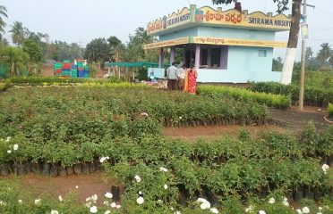 Sri Rama Nursery