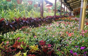 Royal Plants Nursery