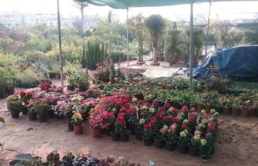 Ramya Nursery Garden