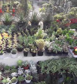 Ozone Plant Nursery