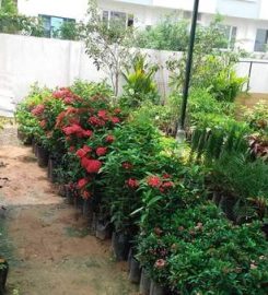 Roja Nursery Garden