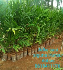 Akshay BIO Plants