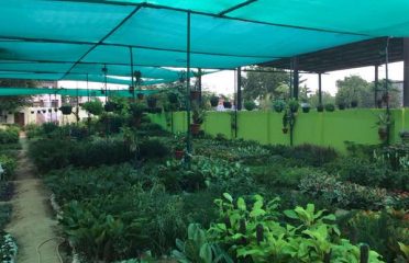 Gorank Nursery