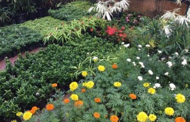 Cochin Blossoms