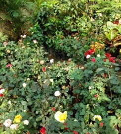 Green Rose Garden