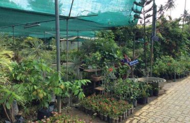 Anupa Garden Nursery