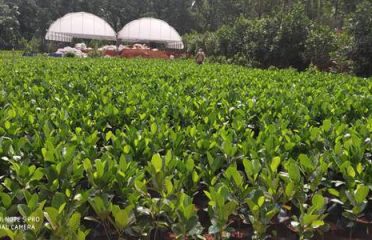 Kurumal Kunnu Ayur Jack Fruit Farm