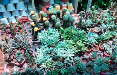 Meera Plants