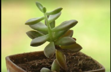 Little Greens Nursery