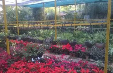 Paradise Rose Farm and Nursery
