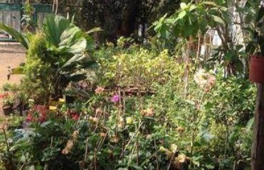 Vijay Nursery Garden