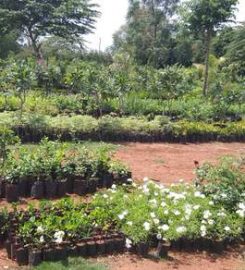 Santosh Nursery And Garden Developers