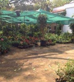 Vijay Nursery Garden