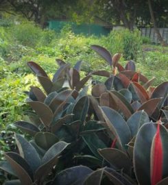 Nature India Native Plant Nursery