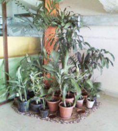 Veena Nursery