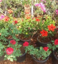 Poonam Rose Plant Nursery