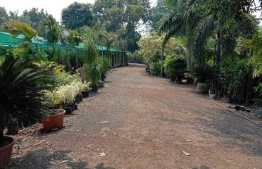 Shree Ambica Farm & Nursery