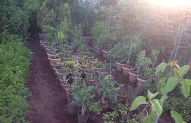 Rajah Nursery