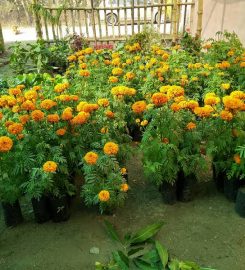 Himalayan Flora Nursery