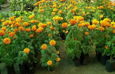 Himalayan Flora Nursery
