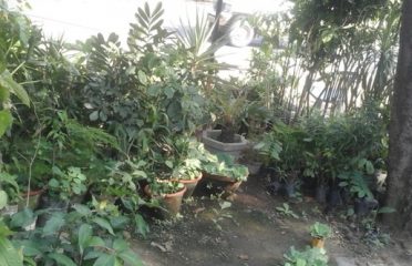New Rambagh Garden & Nursery