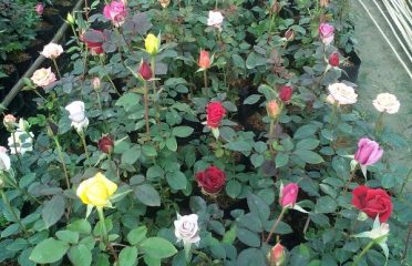 Jawahar Nursery