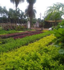 Beauty Home Garden and Plant Nursery