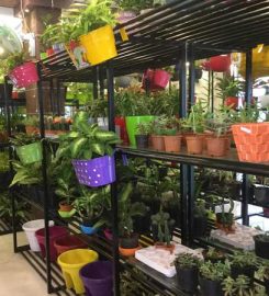 Indoor Plants Nursery