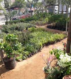 Raj Garden Plants