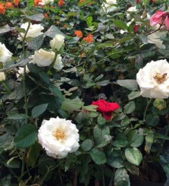 Rose Garden Nursery
