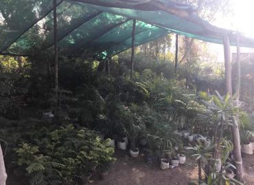 Durga Plant Nursery