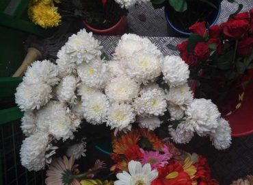 Dikling Flower Nursery & Sales