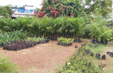 Happy Plants Nursery