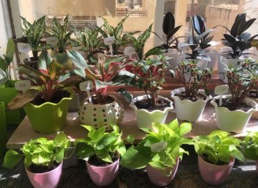 Plants Paradise Nursery