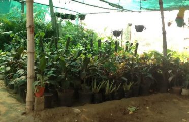 Plant Planet Nursery