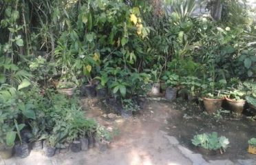 Las Plant Nursery