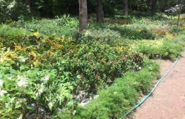 Shalini Farm and Nursery