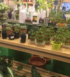 Indoor Plants Nursery