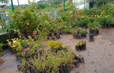 AMRSS Nursery