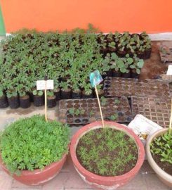 Pots and Greens Nursery