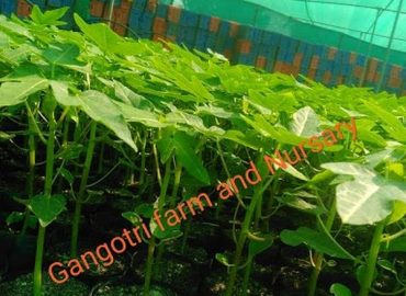 Gangotri Farm and Nursery
