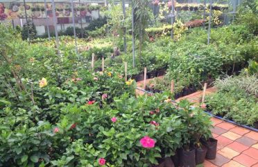 Bajad Ornamental Plant Nursery