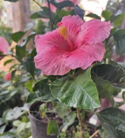Shri Ramnath Ferm and Nursery Plants and Flowers