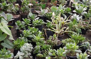 Jagdamba Plant Nursery