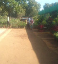 Shree Umiya Nursery & Farm