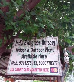 India Evergreen Nursery
