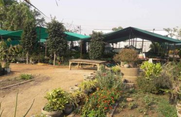 Om Kali Nursery