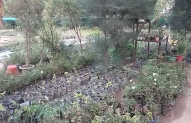 Shanmuga Nursery Garden