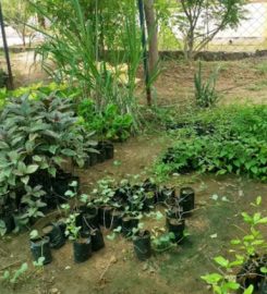 Shanmuga Nursery Garden